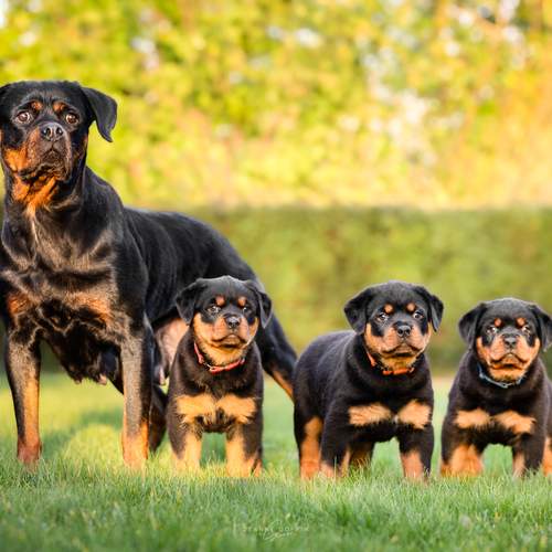 Фотография #13499789