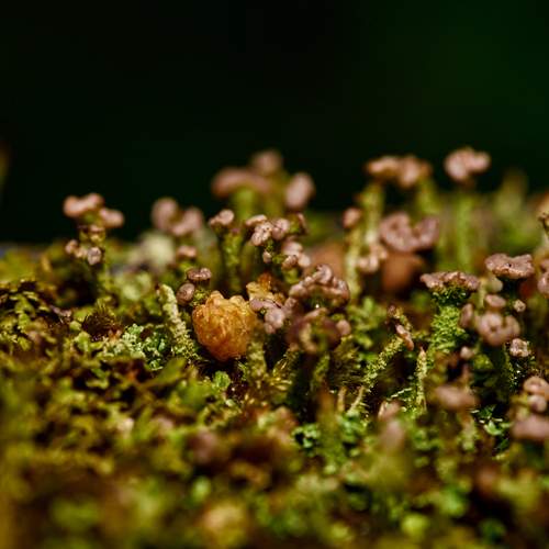 Photo #13500081