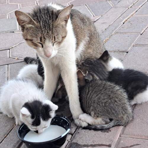 Photo #13500330
