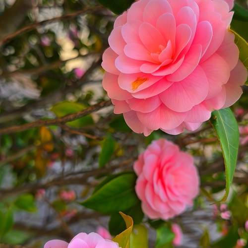 Pink Camellia in Bloom