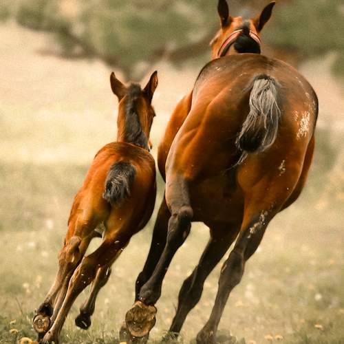 Photo #13500346
