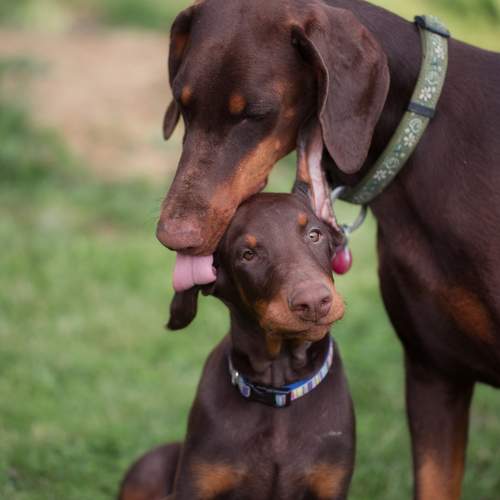 Фотография #13500409