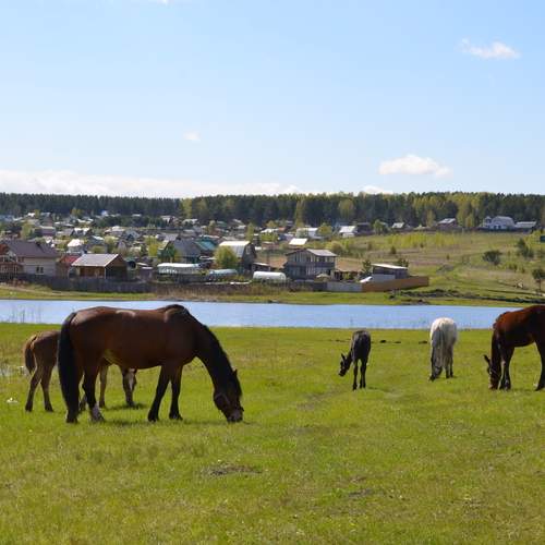 Photo #13500500