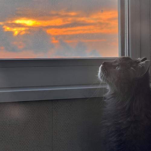 Кот и дым