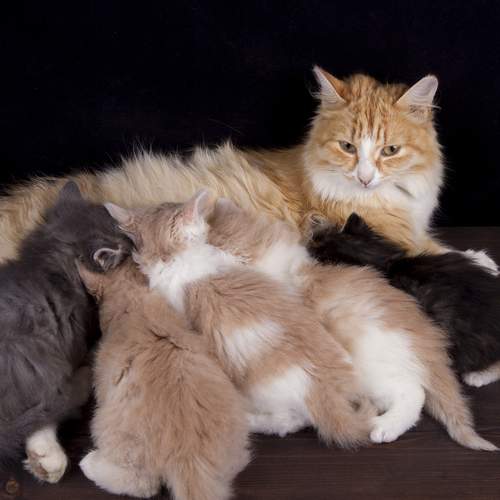 Photo #13501119