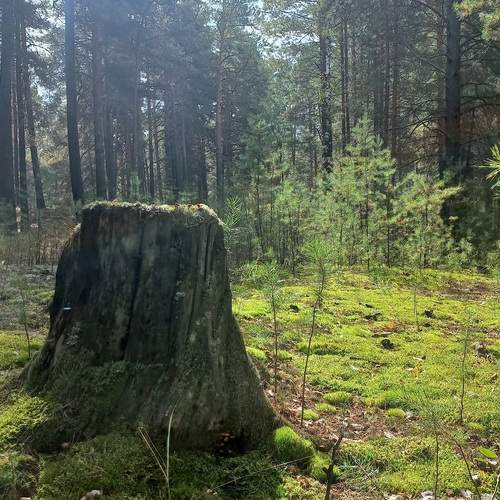 Photo #13501549