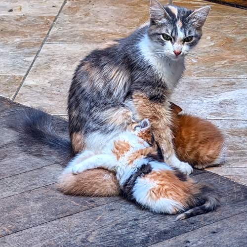 A mother and three cubs