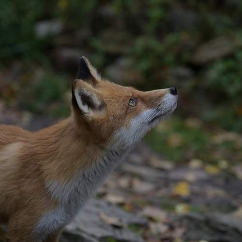 Photo #13501659