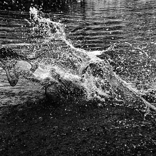 Liquid Flight