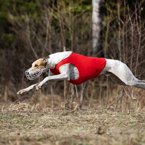 Photo #13502502