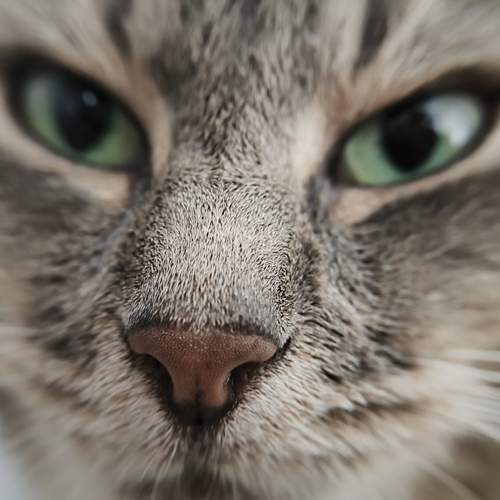 Photo #13508038