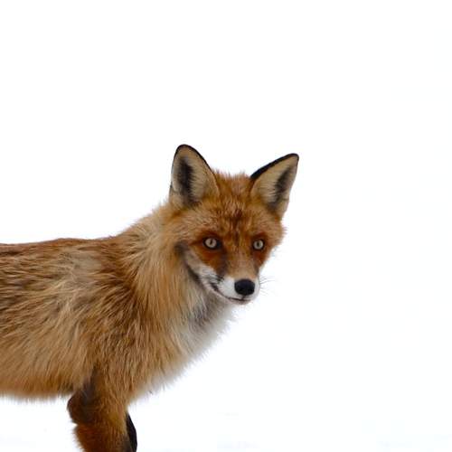 Photo #13508975