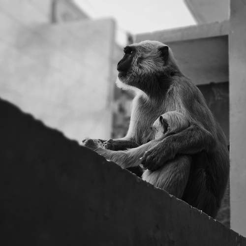 Mother Protects Her Child