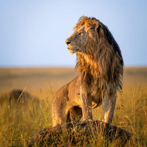 Photo #13509666