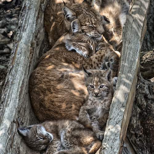Lynx Family