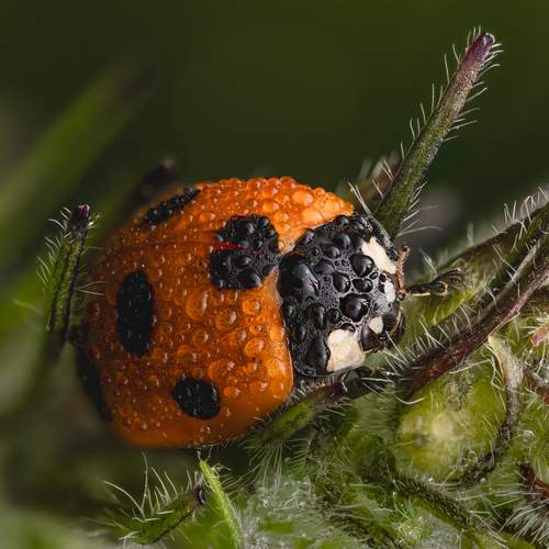 Ryo