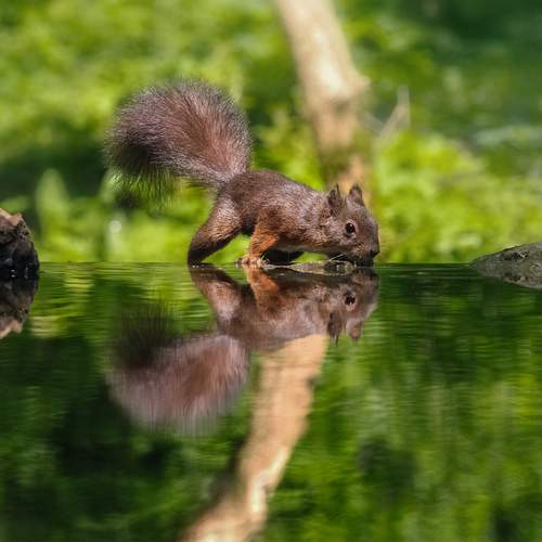 Looking glass