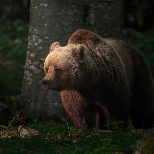 Mama bear