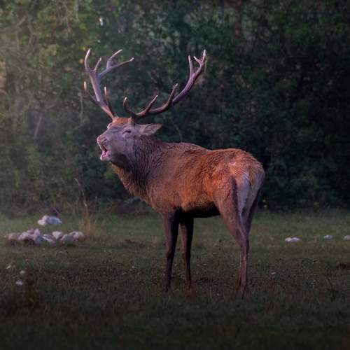 Dawn of the king deer