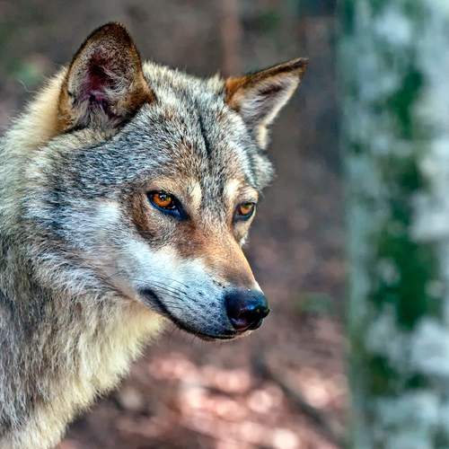 The wolf of the forest