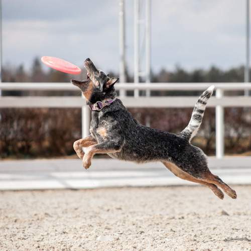 Photo #13510250
