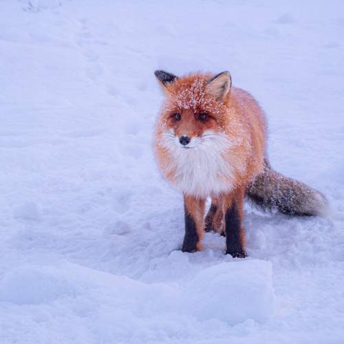 Photo #13511104