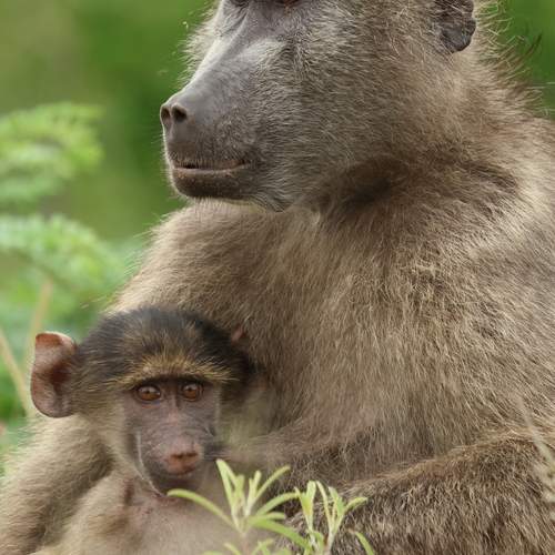 Photo #13511246