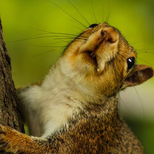 Photo #13511288