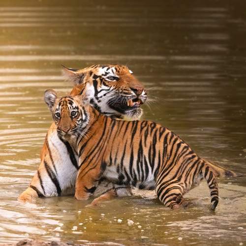nitin jain