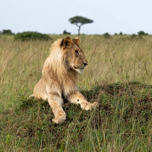 Photo #13511523