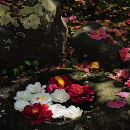 Scattered Camellias