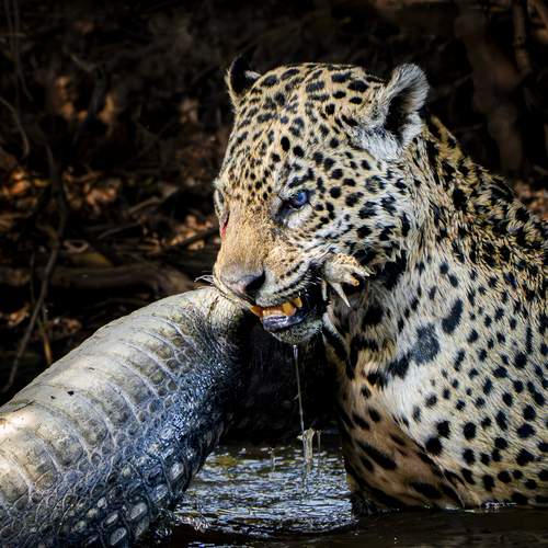 Photo #13512661