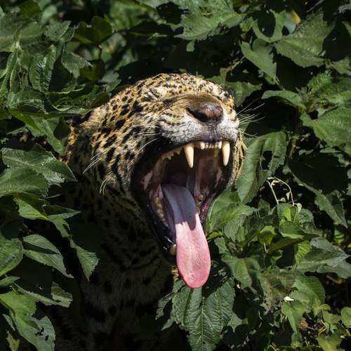 Photo #13512666