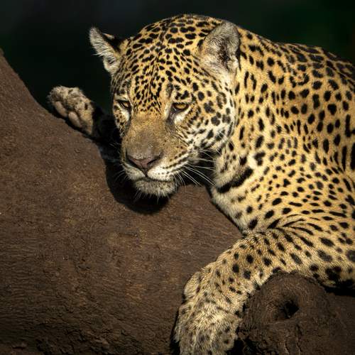 Photo #13512686