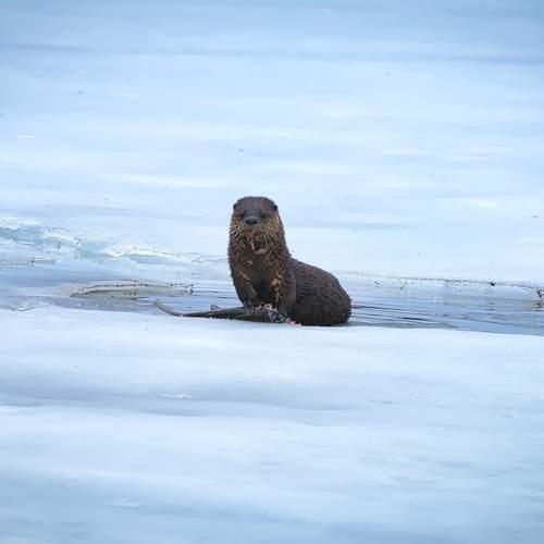 Photo #13513141