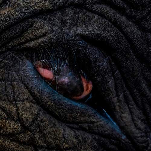 Eye of the Ancient