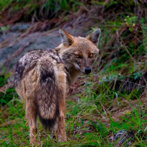 Eyes of the Wild