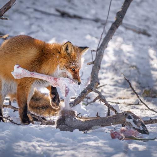 Photo #13514185