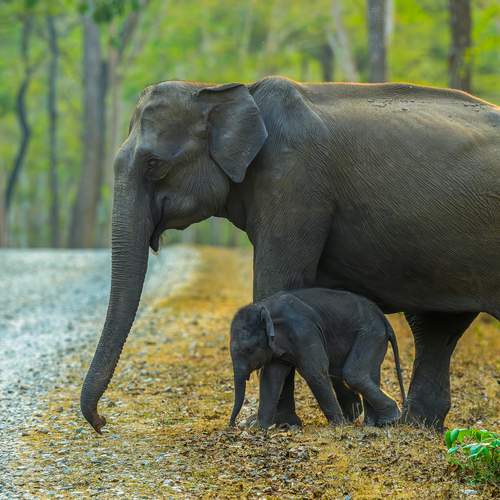 Walking with Mom