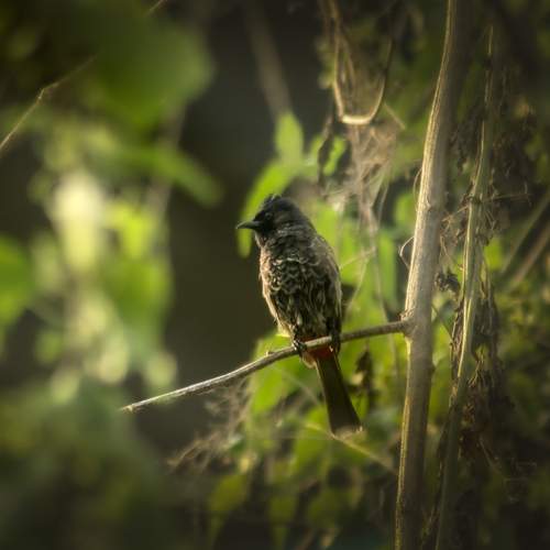 Photo #13515030