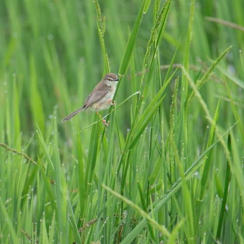 Green paddy field and the tiny bird