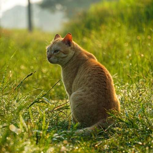 Photo #13515292