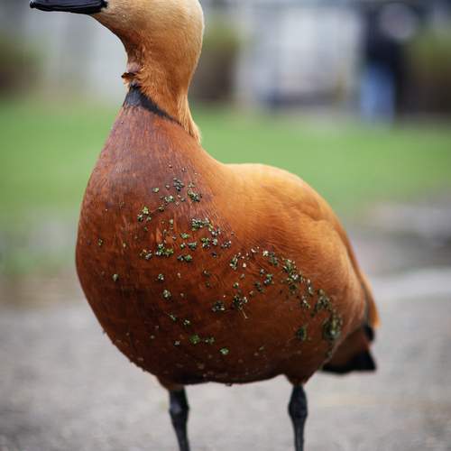 Photo #13515360
