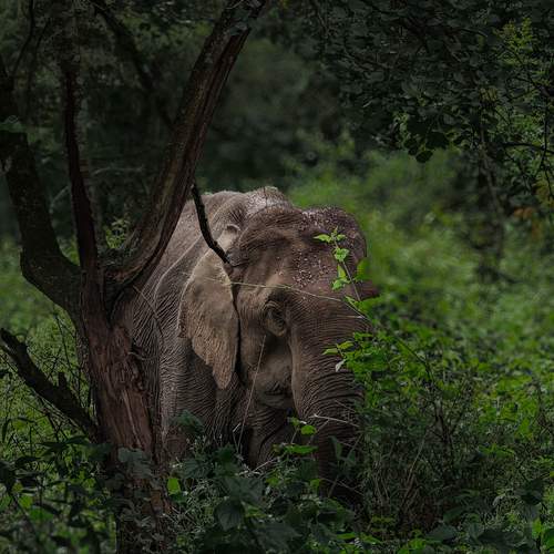 Photo #13515415