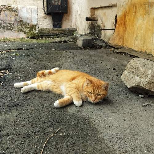 Рыжий кот