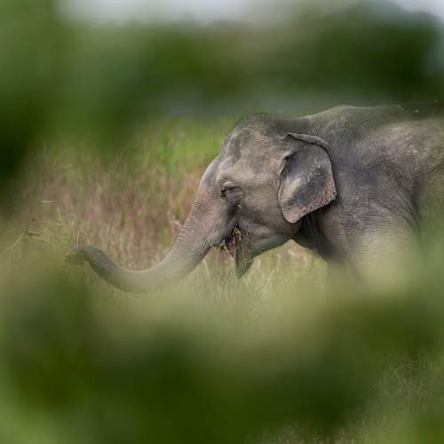 Photo #13516041