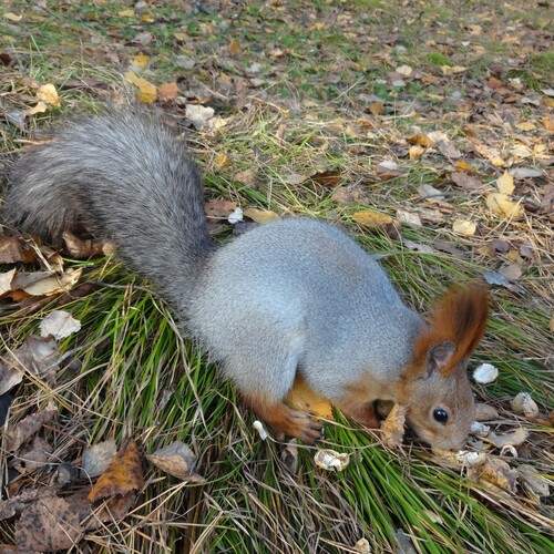 Белка обыкновенная (Sciurus vulgaris), на земле среди опавших листьев и травы