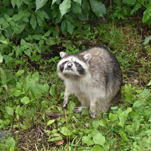 Photo #13517050