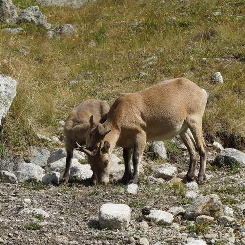 Photo #13517468