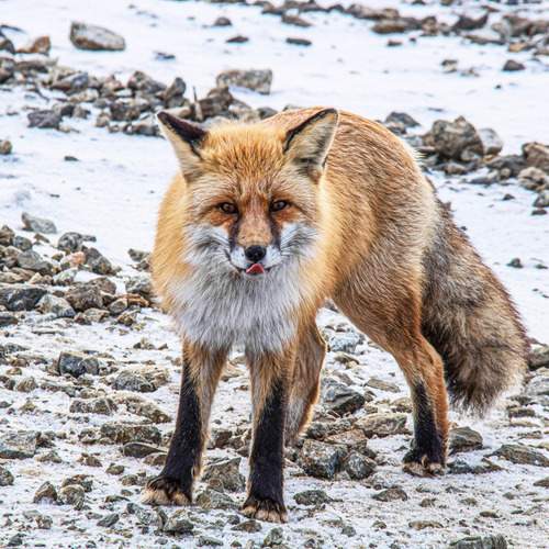 Photo #13518197